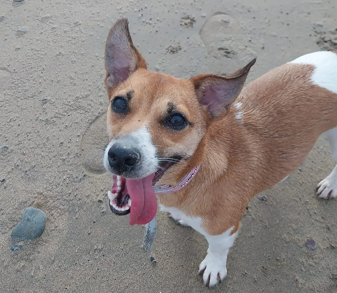 Daisy – Photo 1 of 1