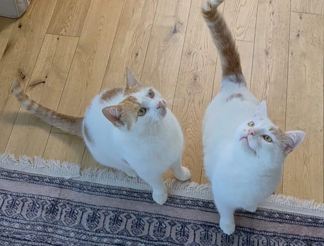 Spotty and Pouncer – Photo 1 of 1