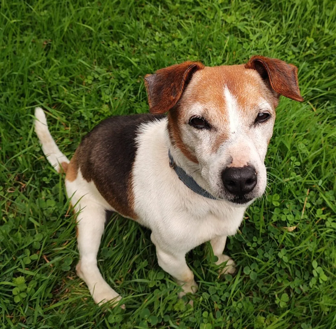 Charlie – Photo 1 of 1
