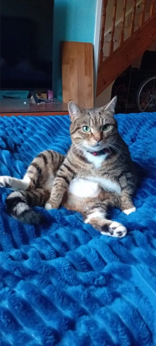 Tiggs – Photo 1 of 1