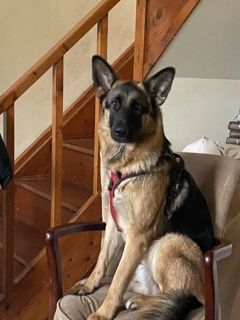 Xena – Photo 1 of 1