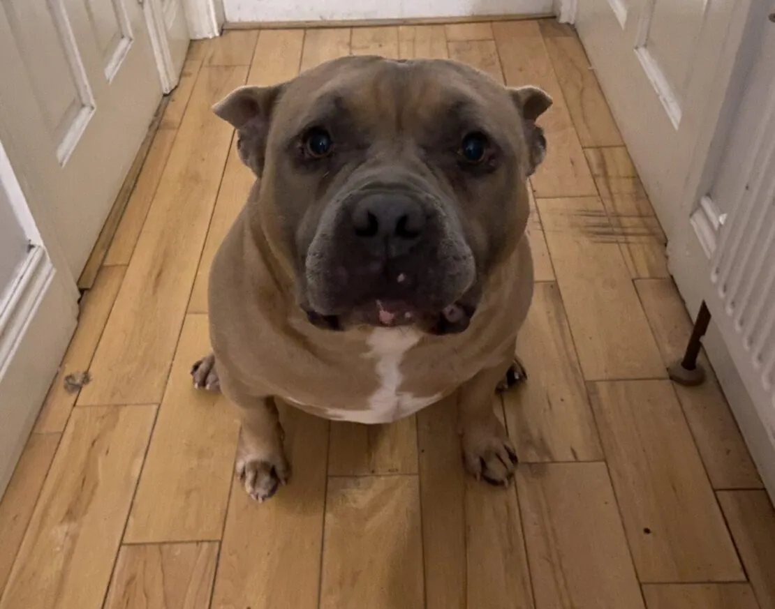 Alfie – Photo 1 of 1
