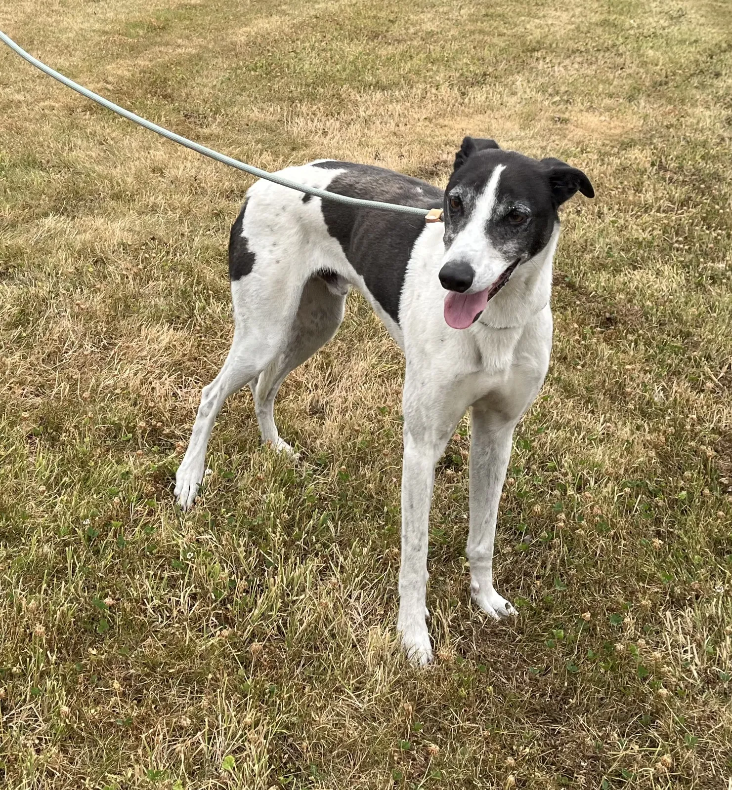 Sparky – Photo 1 of 1