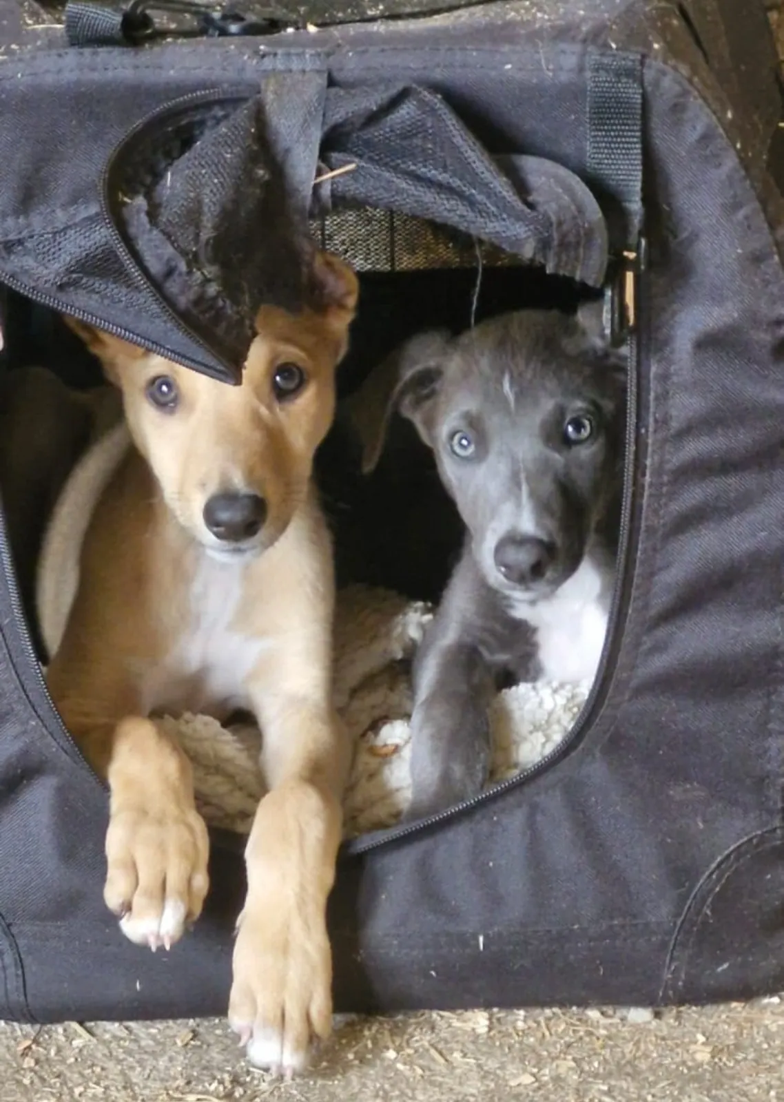 Starsky and Hutch – Photo 1 of 1