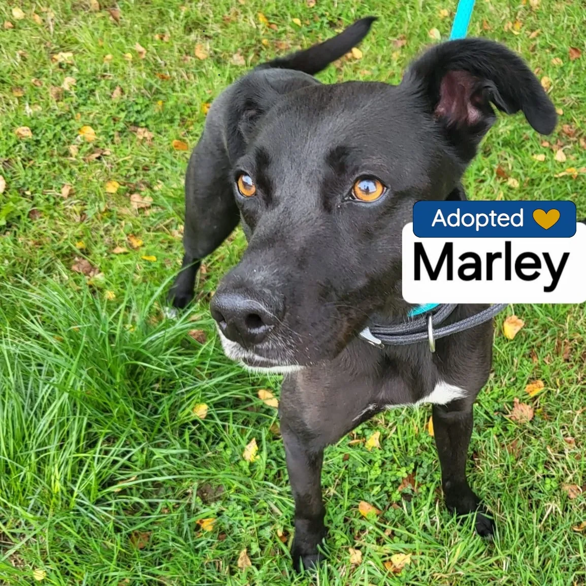 Marley – Photo 1 of 1