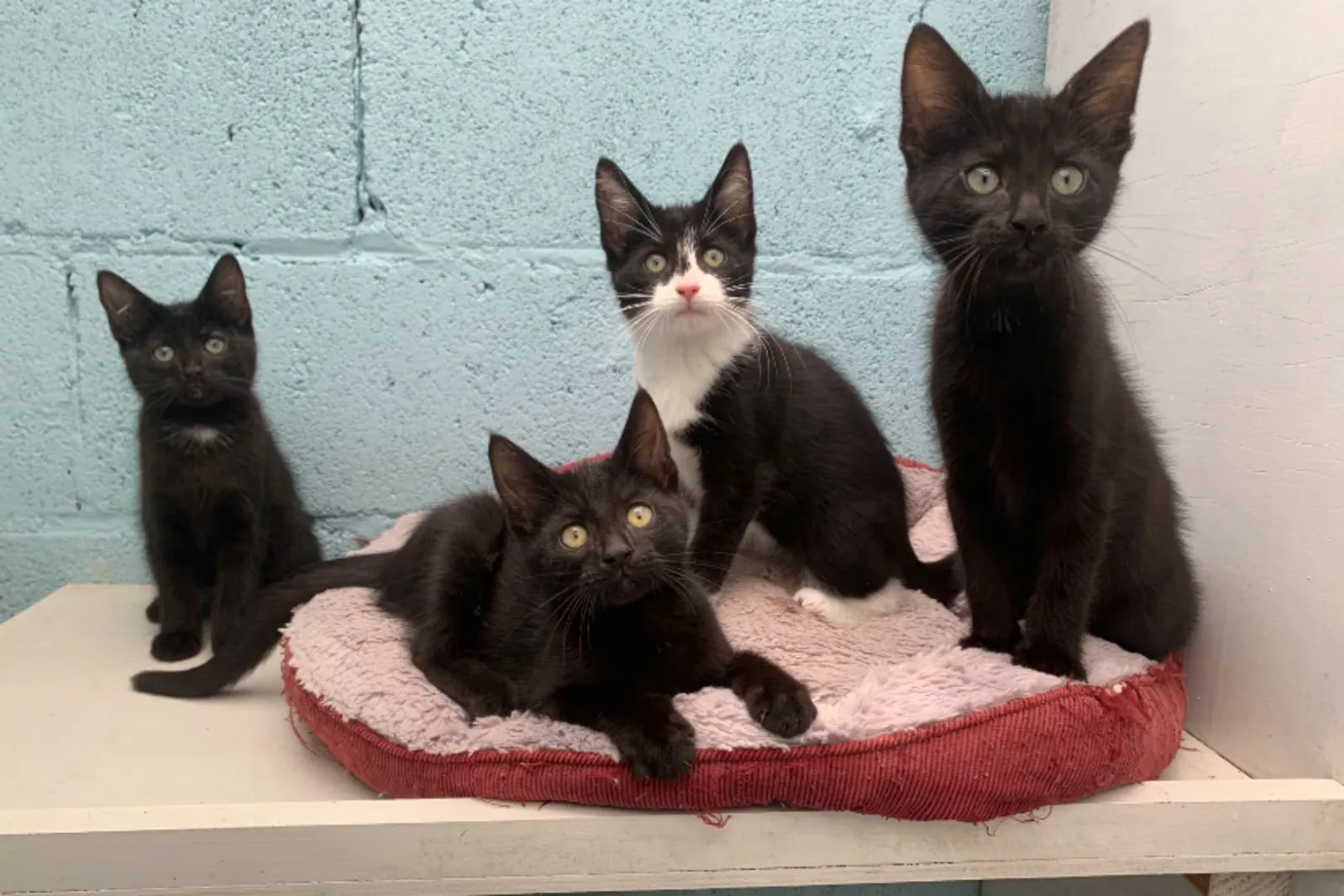 Group of 3 (Cat) – Photo 1 of 5