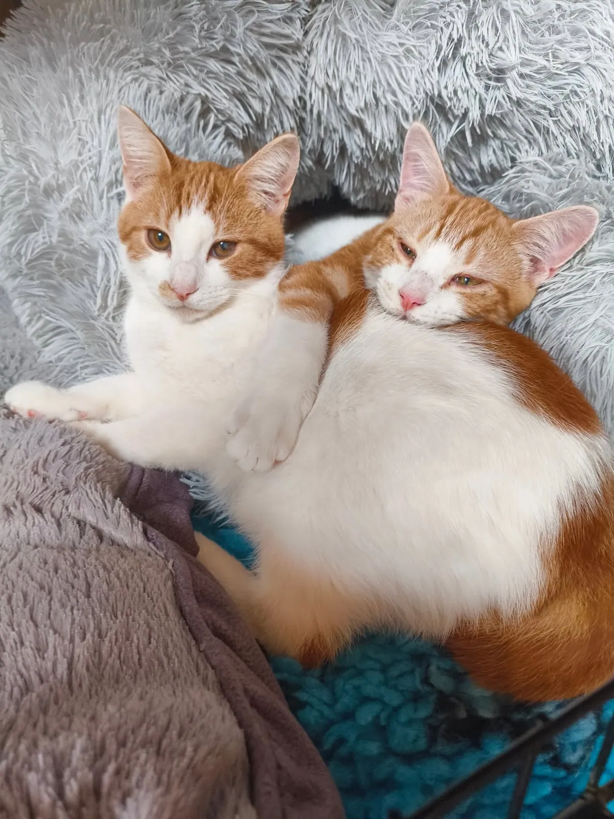 Dexter and Mushy