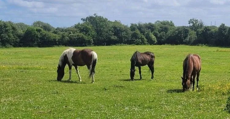 Group of 3 (Horse) – Photo 1 of 1