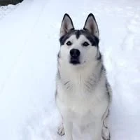 Angie’s Ark Rescue