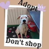 Clare Dog Shelter