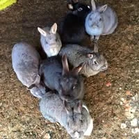 Glansillagh Animal Rescue