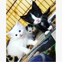 The Kitten Cottage Animal Sanctuary
